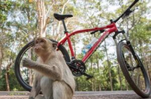 Cambodia on Bike Monkey